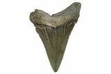 Serrated, Juvenile Megalodon Tooth - South Carolina #312144-1